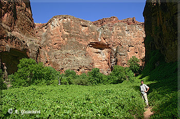 Garden of Grapevine